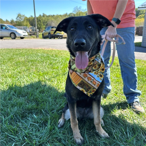 dog-walker-training